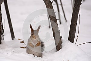 The gray squirrel eating sunflower seeds on the tree in the park