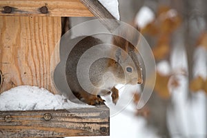 The gray squirrel eating sunflower seeds on the tree in the park