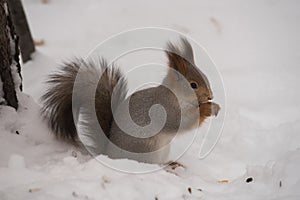 The gray squirrel eating sunflower seeds on the tree in the park