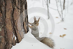 The gray squirrel eating sunflower seeds on the tree in the park