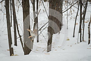 The gray squirrel eating sunflower seeds on the tree in the park