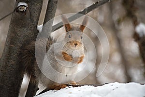 The gray squirrel eating sunflower seeds on the tree in the park