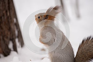 The gray squirrel eating sunflower seeds on the tree in the park