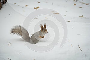 The gray squirrel eating sunflower seeds on the tree in the park