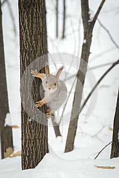 The gray squirrel eating sunflower seeds on the tree in the park