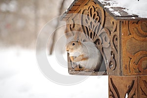 The gray squirrel eating sunflower seeds on the tree in the park in winter