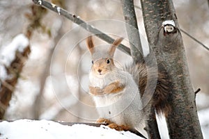 The gray squirrel eating sunflower seeds on the tree in the park in winter