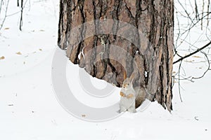 The gray squirrel eating sunflower seeds on the tree in the park in winter