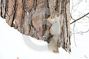 The gray squirrel eating sunflower seeds on the tree in the park in winter