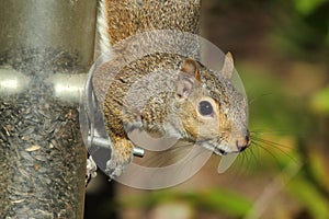 Gray Squirrel On Feeder