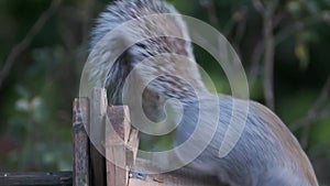 Gray squirrel feeding on peanuts from box  in urban house garden.