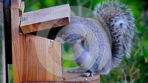 Gray squirrel feeding on peanuts from box in urban house garden.