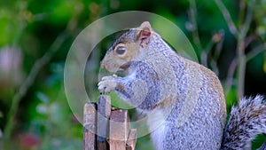 Gray squirrel feeding on peanuts from box in urban house garden.