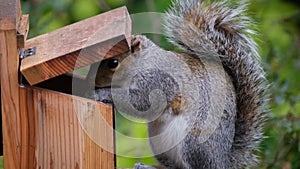 Gray squirrel feeding on peanuts from box in urban house garden.