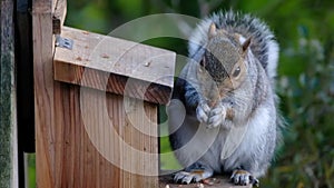 Gray squirrel feeding on peanuts from box in urban house garden.