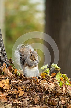 Gray squirrel in the foreground eating peanut