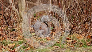 A gray squirrel in the forest is looking for food among dry leaves. The wild nature.