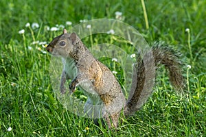 Gray squirrel in front of a tree eats a hazelnut holding it with paws