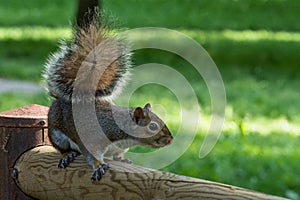 Gray squirrel in front of a tree eats a hazelnut holding it with paws
