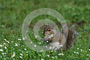 Gray squirrel in front of a tree eats a hazelnut holding it with paws