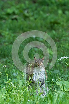 Gray squirrel in front of a tree eats a hazelnut holding it with paws