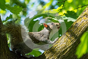 Gray squirrel in front of a tree eats a hazelnut holding it with paws