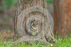 Gray squirrel in front of a tree eats a hazelnut holding it with paws