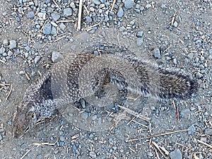 Gray squirrel on the ground