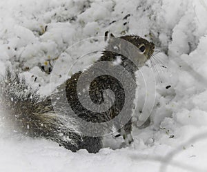 Gray Squirrel on Guard