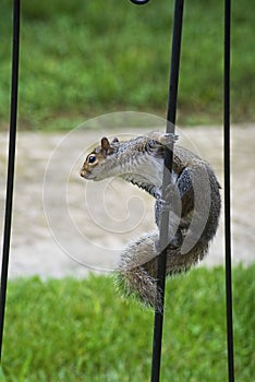 Gray squirrel hanging on a iron railing.