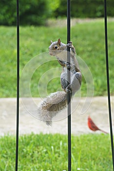 Gray squirrel hanging on a iron railing.