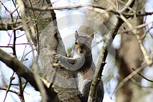 Gray squirrel hanging out in a tree