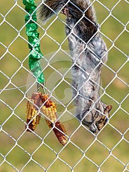 Gray squirrel hanging upside down on fence eating corn