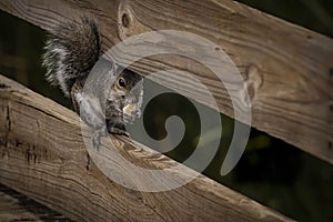 Gray Squirrel Having a Cracker on a Wooden Fence