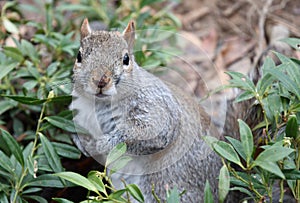 A gray squirrel hides in bushes in Central Park.