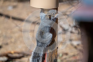A gray squirrel in Madera Canyon, Arizona