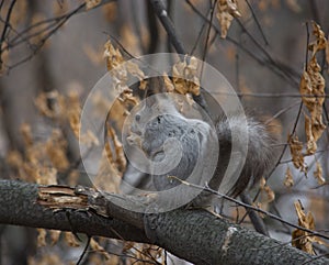 Gray squirrel