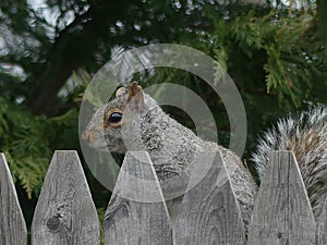 Gray Squirrel with a Notched Ear Stares Out Over a Wooden Fence