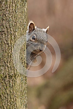 Gray Squirrel peeking around a tree