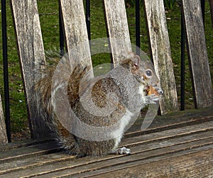 Gray squirrel on the picnic