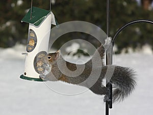 Gray Squirrel Raiding a Bird Feeder