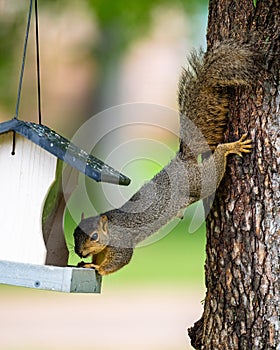 Gray squirrel robbing a bird feeder