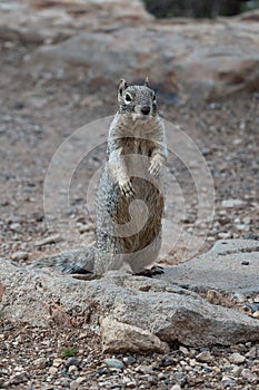 Gray squirrel on rock