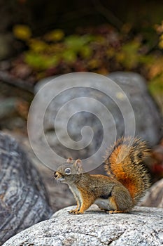 A gray squirrel on a rock of a Canadian Park