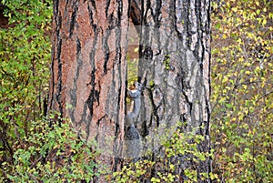 Gray Squirrel running up a Ponderosa pine tree