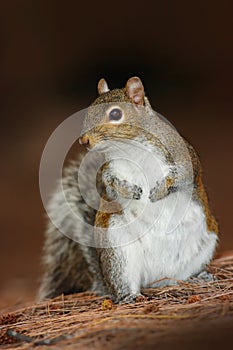 Gray Squirrel, Sciurus carolinensis, in the dark brown forest. Cute animal in the nature habitat. Grey squirrel in the meadow with