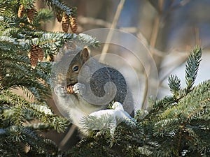 Gray Squirrel - sciurus carolinensis - eastern gray squirrel closeup on branch