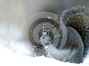 Gray Squirrel - sciurus carolinensis - eastern gray squirrel closeup on snow