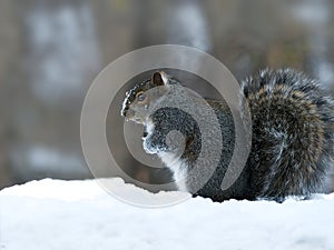 Gray Squirrel - sciurus carolinensis - eastern gray squirrel closeup on snow