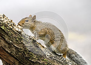 Gray squirrel (*Sciurus carolinensis*) perched on a branch